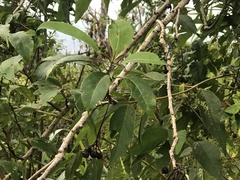 Ehretia longiflora