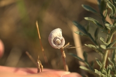 Xeropicta derbentina