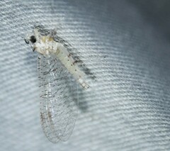 Maccaffertium modestum