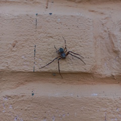 Larinioides ixobolus
