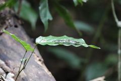 Pseudoneptis bugandensis ianthe