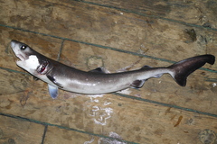 Pseudocarcharias kamoharai