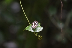Pseudoneptis bugandensis ianthe