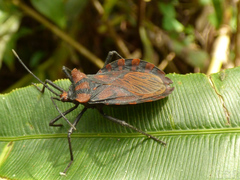 Spartocera pantomima