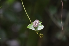 Pseudoneptis bugandensis ianthe