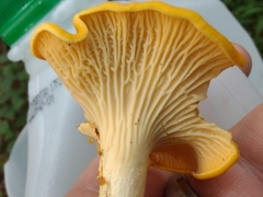 Cantharellus phasmatis