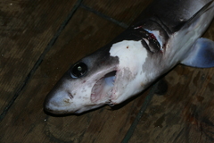 Pseudocarcharias kamoharai