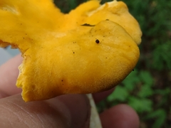 Cantharellus phasmatis