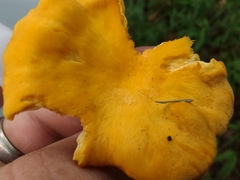 Cantharellus phasmatis