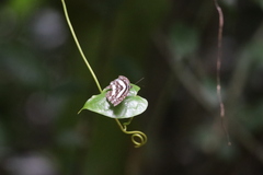 Pseudoneptis bugandensis ianthe