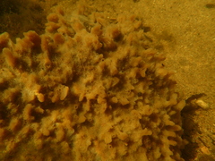 Spongilla lacustris