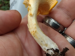 Cantharellus phasmatis