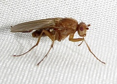 Eccoptomera simplex