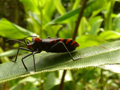 Spartocera pantomima