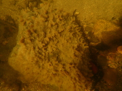 Spongilla lacustris