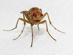 Eccoptomera simplex