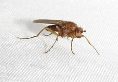 Eccoptomera simplex