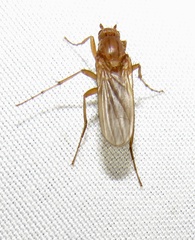 Eccoptomera simplex