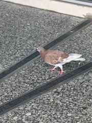 Columba livia domestica