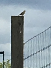 Ammodramus savannarum