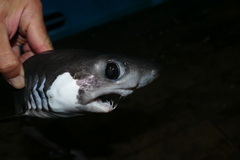Pseudocarcharias kamoharai