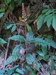 Goodyera rubicunda