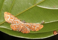 Pomasia psylaria
