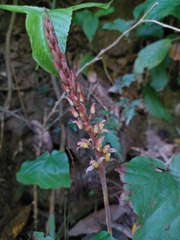 Goodyera rubicunda