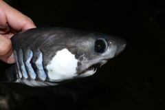 Pseudocarcharias kamoharai