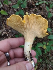 Cantharellus phasmatis