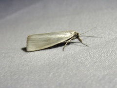 Crambus perlella