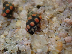 Echinolittorina australis