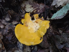 Cantharellus phasmatis