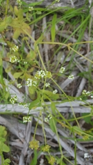 Valerianella radiata