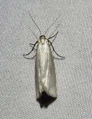 Crambus perlella