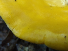 Cantharellus phasmatis