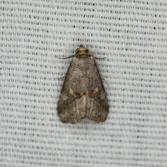 Hyperstrotia flaviguttata