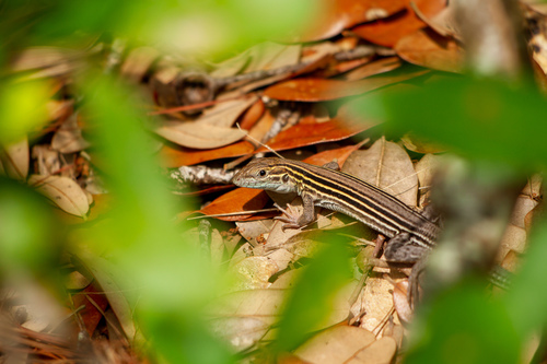 Six-lined Racerunner