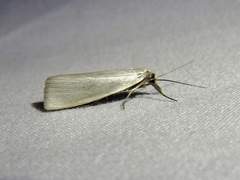 Crambus perlella