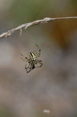 Neoscona adianta