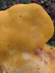 Cantharellus phasmatis