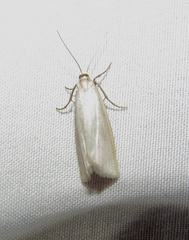 Crambus perlella