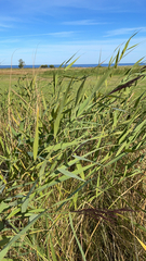 Phragmites australis