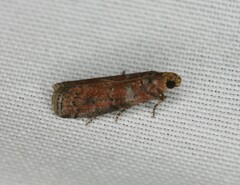 Sciota rubrisparsella