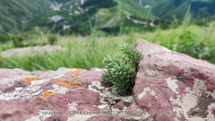 Hylotelephium tatarinowii