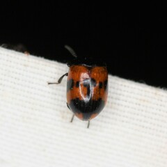 Diaperis nigronotata