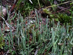 Cladonia macroceras