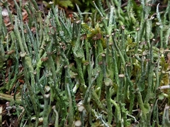 Cladonia macroceras