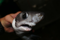 Pseudocarcharias kamoharai