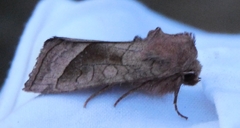 Hydraecia micacea